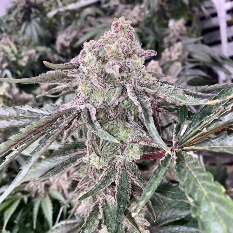 nasiona marihuany Auto Alaskan Purple