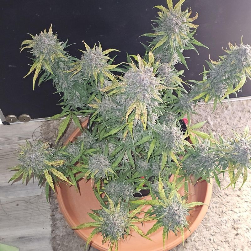 nasiona marihuany Auto Blue