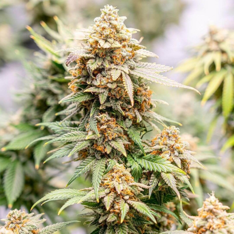 nasiona marihuany Original Skunk 1