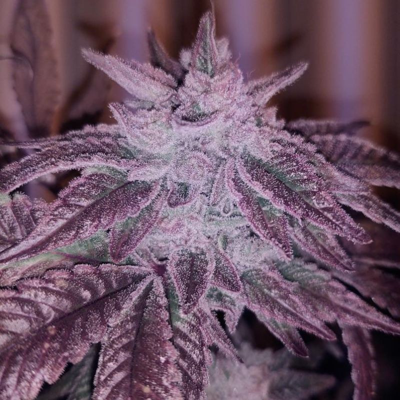 nasiona marihuany Pink Kush CBD 30:1 Auto