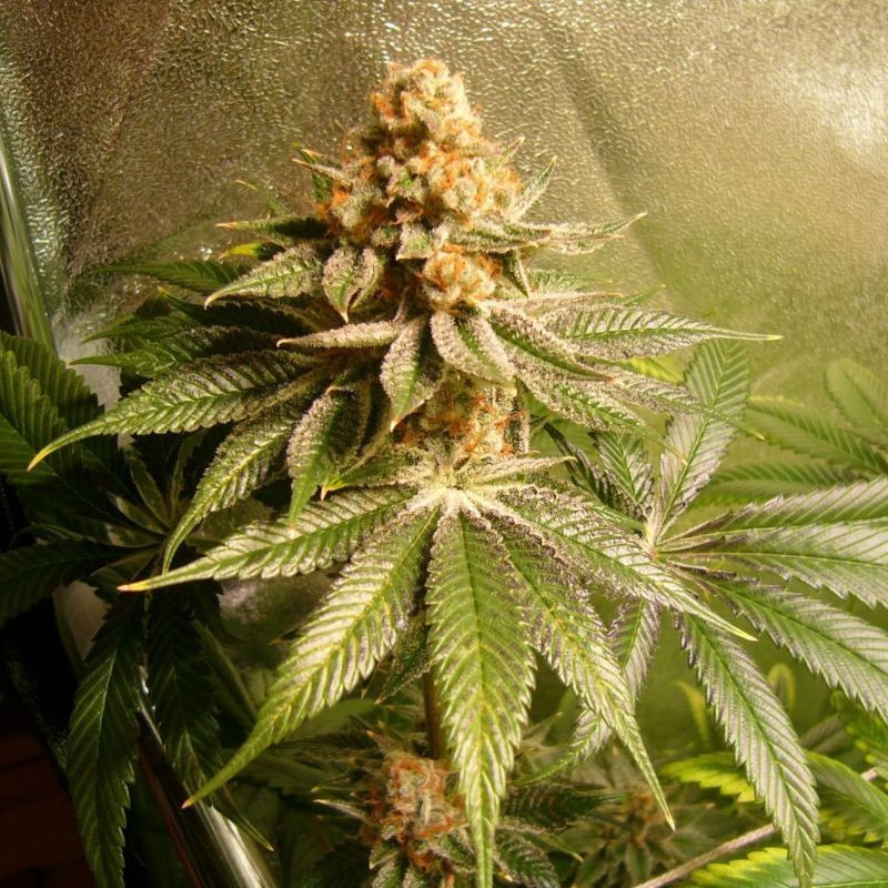 nasiona marihuany Power Africa x MK Ultra Fast