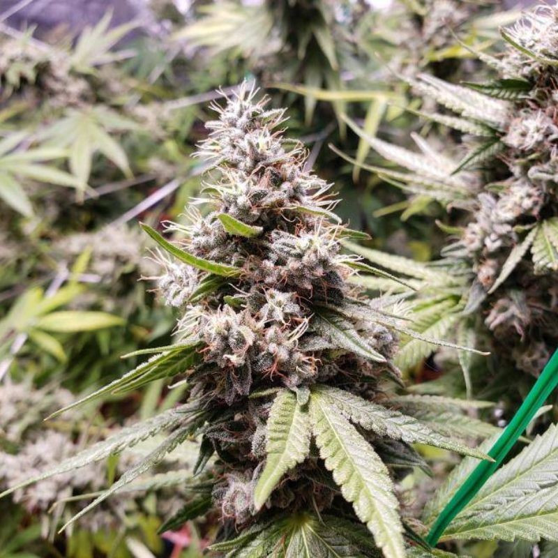 nasiona marihuany Afghani 1 Automatic