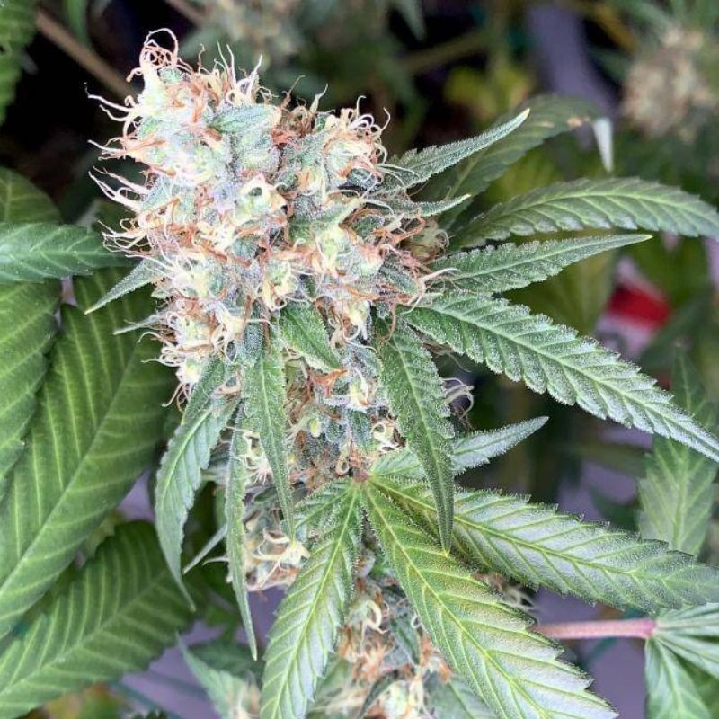 nasiona marihuany California Indica