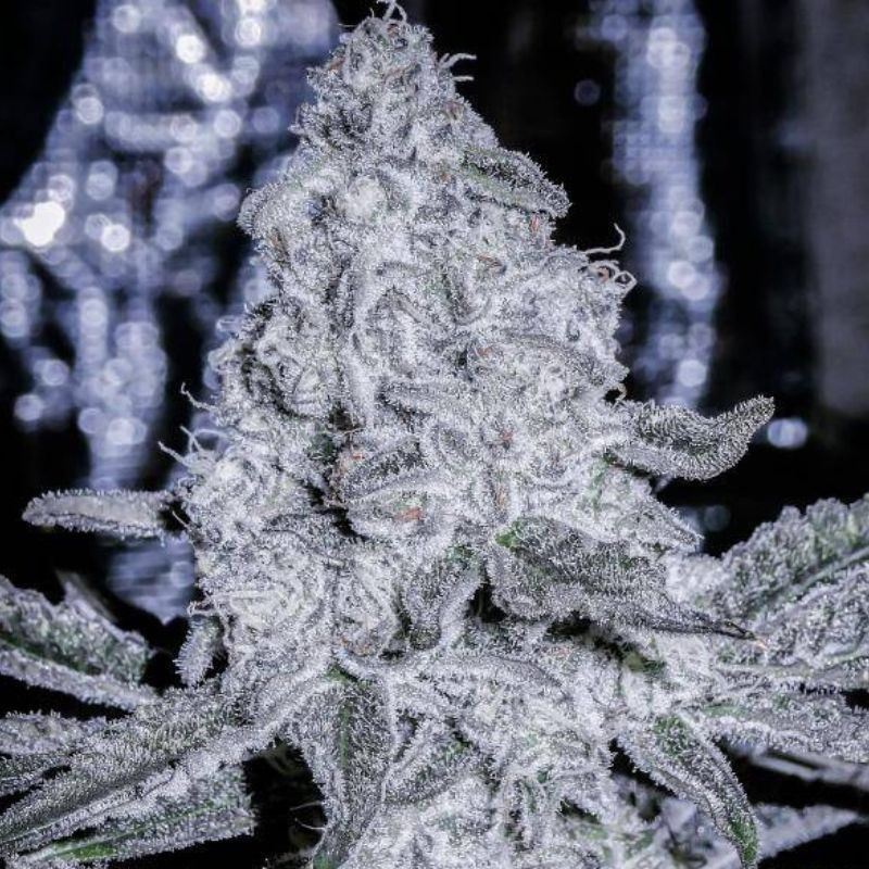 nasiona marihuany Himalayan CBD