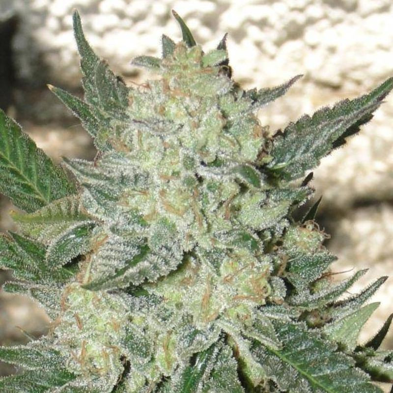 nasiona marihuany Mexican Sativa