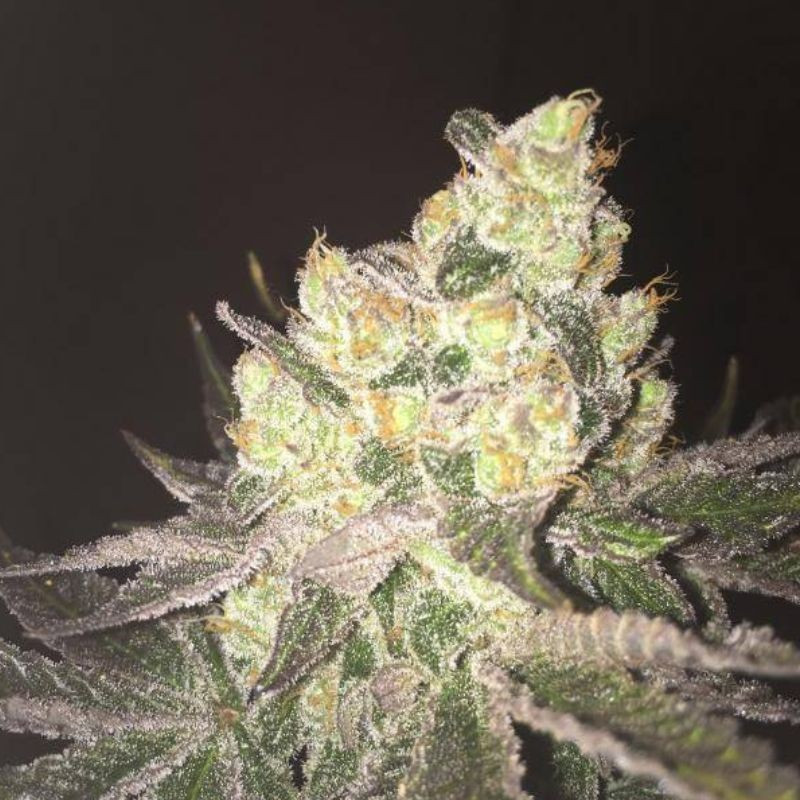 nasiona marihuany Northern Lights 5 x Haze