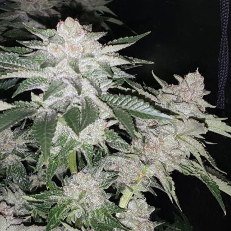 nasiona marihuany Shiva Skunk Automatic
