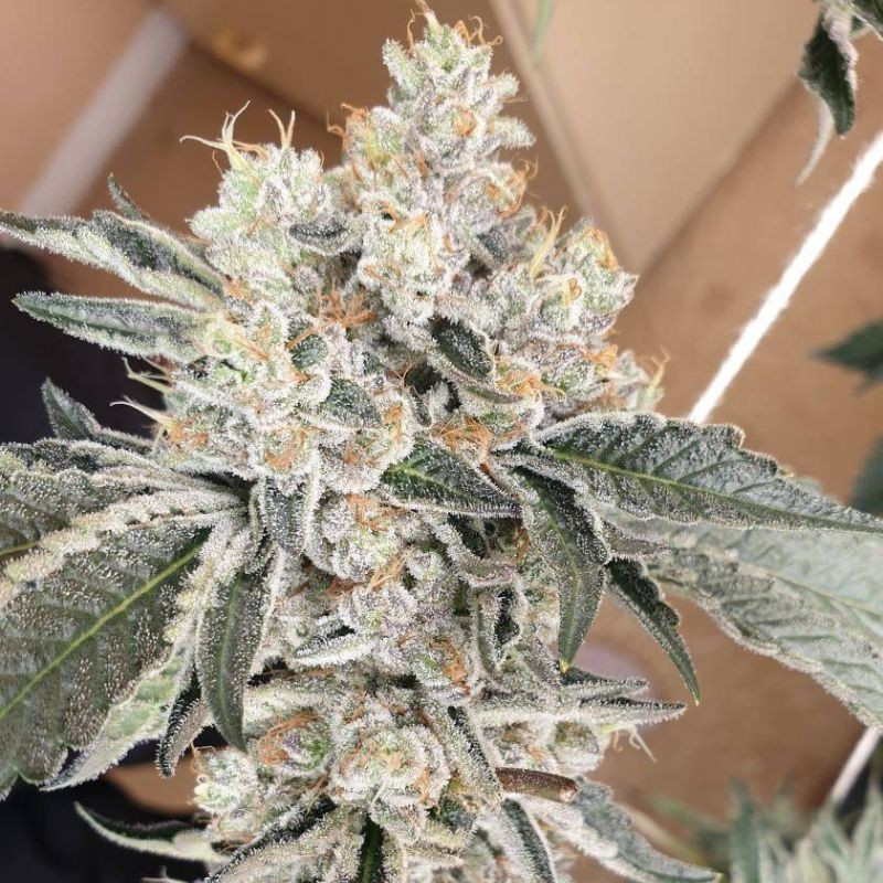 nasiona marihuany Silver Fire