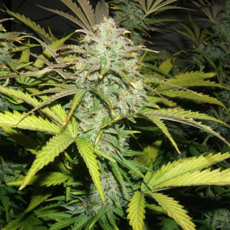 nasiona marihuany Motavation