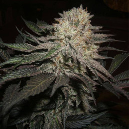 nasiona marihuany Strawberry AKeil