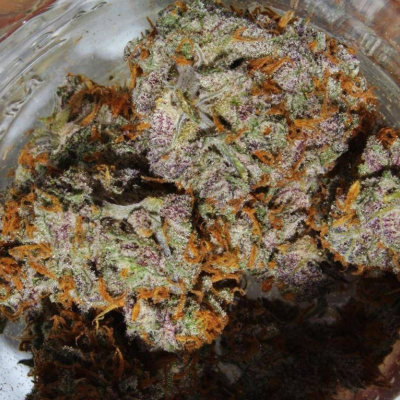 nasiona marihuany Warlock