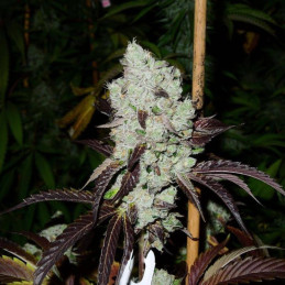 nasiona marihuany Afgooey