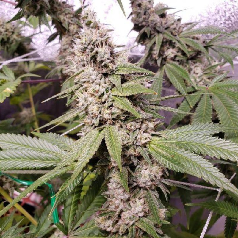 nasiona marihuany Damnesia