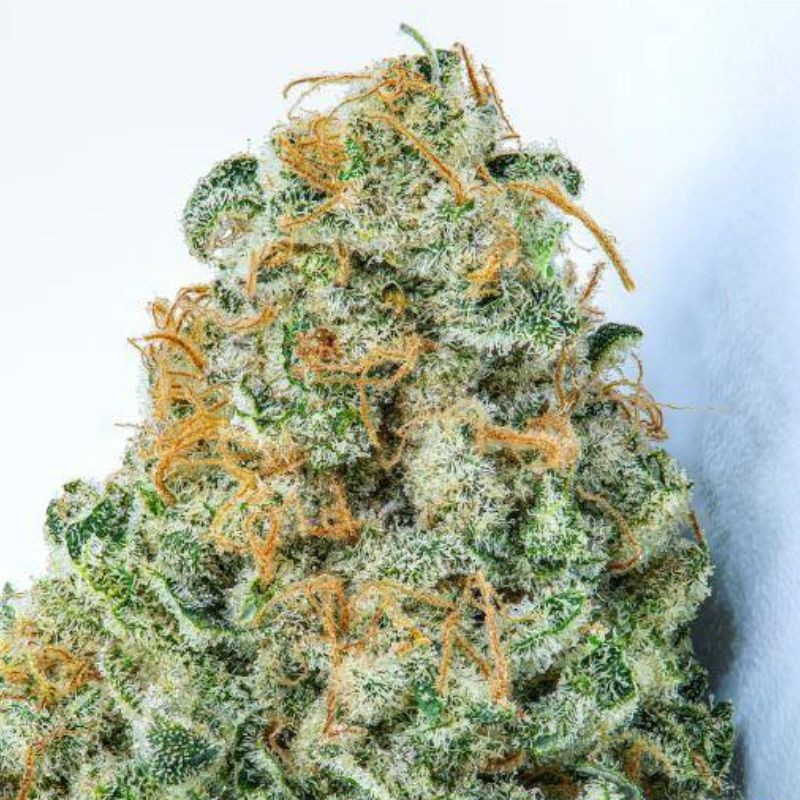 nasiona marihuany White Strawberry Skunk