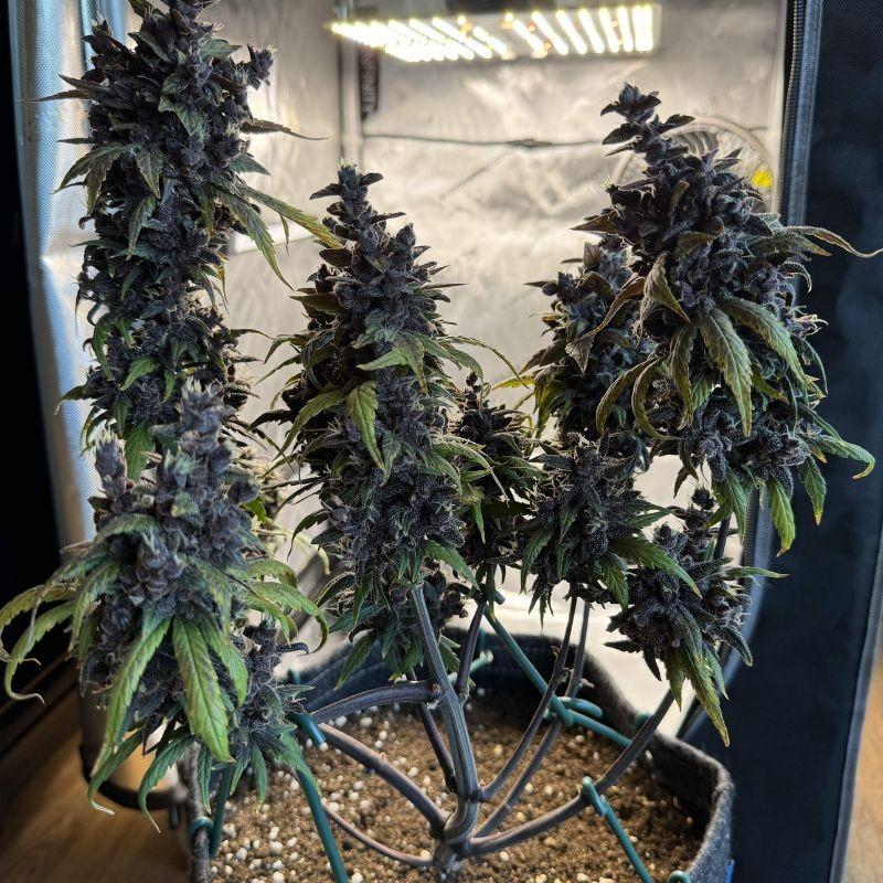 nasiona marihuany Black Cream Auto