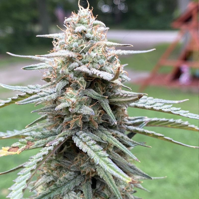 nasiona marihuany Black Jack CBD