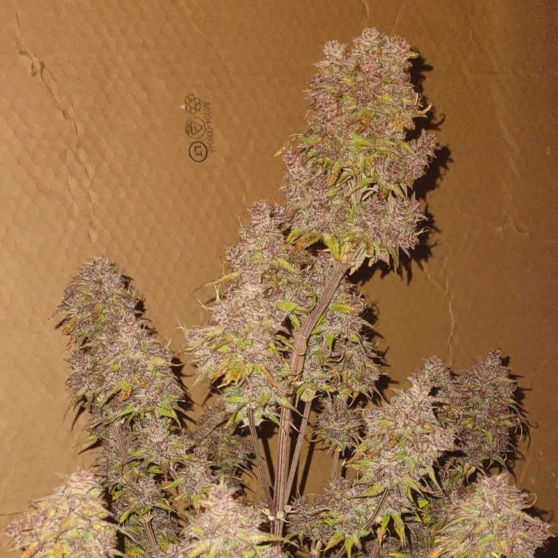 nasiona marihuany Bloody Skunk Auto