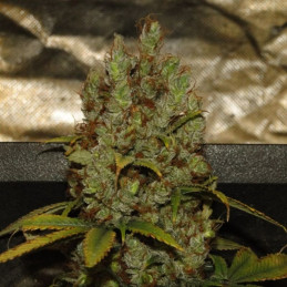 nasiona marihuany Cream Caramel