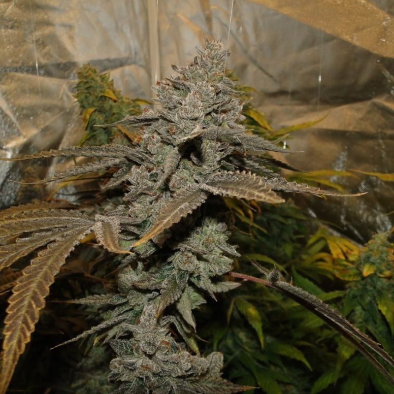 nasiona marihuany Cream Caramel Auto