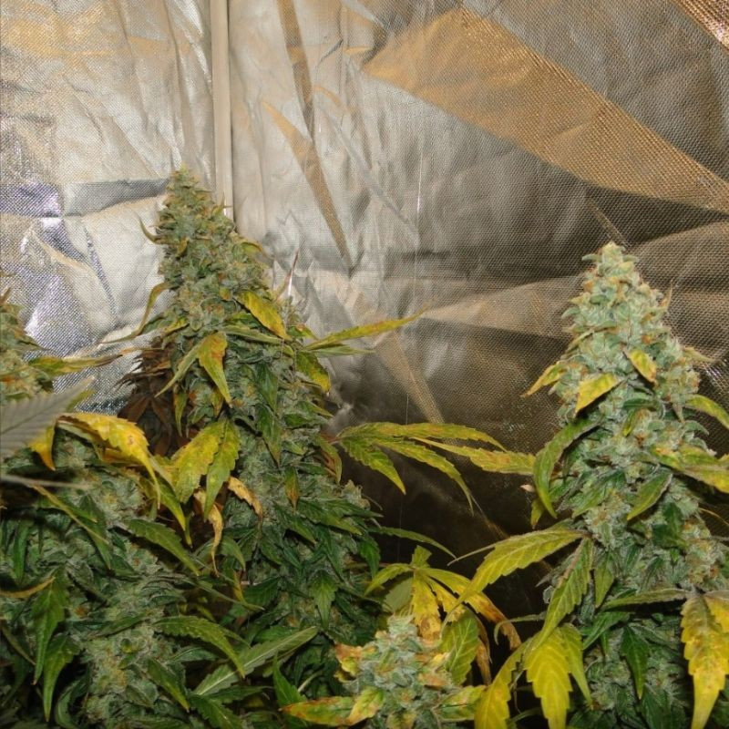 nasiona marihuany Cream Caramel CBD