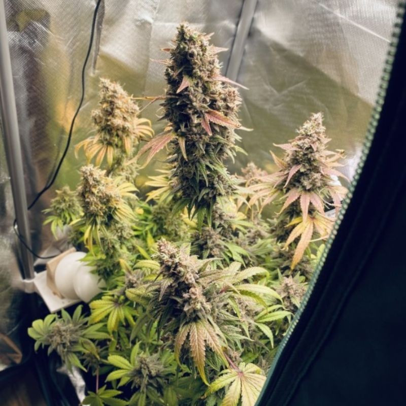 nasiona marihuany Cream Mandarine XL Auto