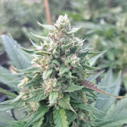 nasiona marihuany Crystal Candy Auto