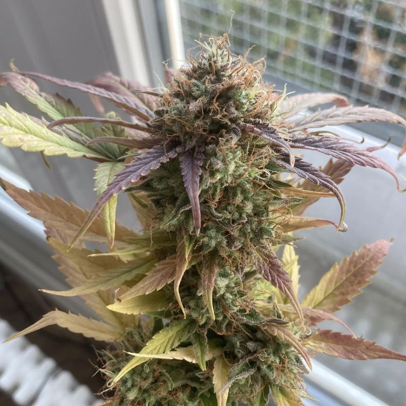 nasiona marihuany Crystal Candy F1 Fast Version