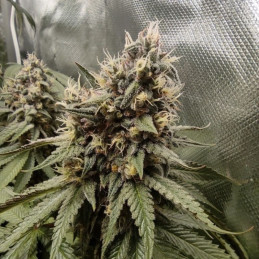 nasiona marihuany Devil Cream Auto