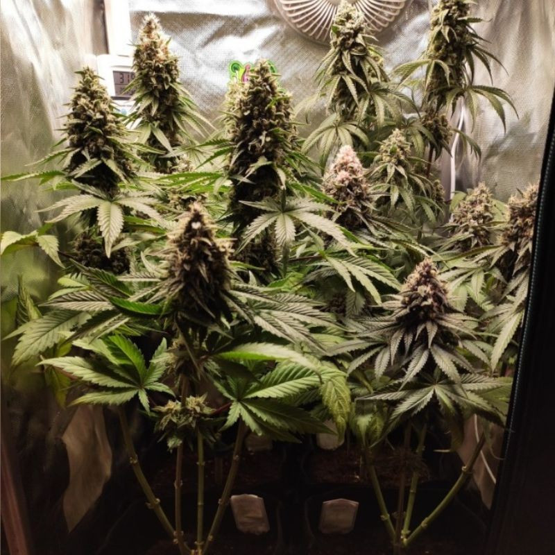 nasiona marihuany Gorilla Girl XL Auto