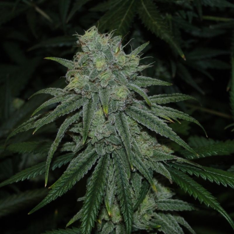nasiona marihuany Green Poison Auto