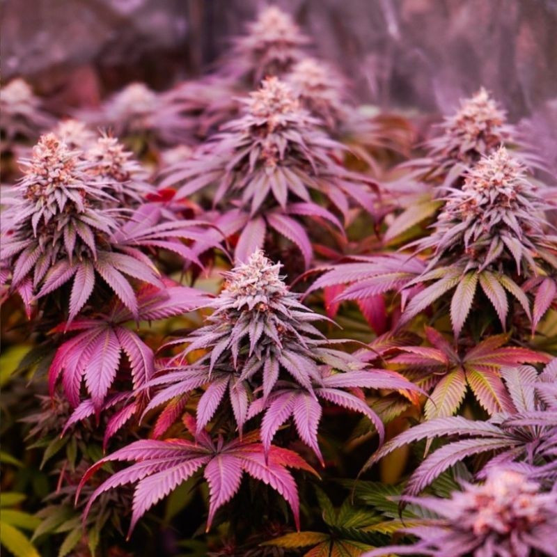 nasiona marihuany Green Poison CBD