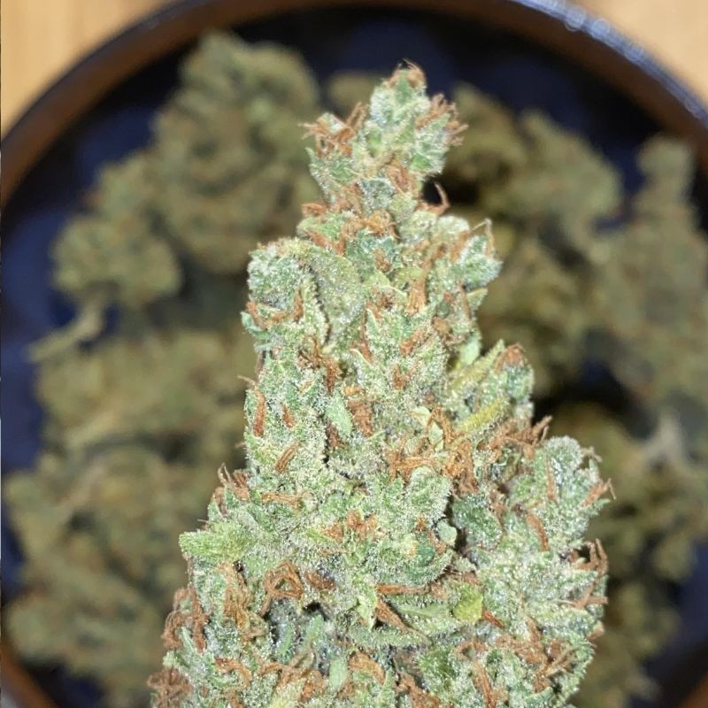 nasiona marihuany Green Poison XL Auto