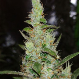 nasiona marihuany Ice Cool