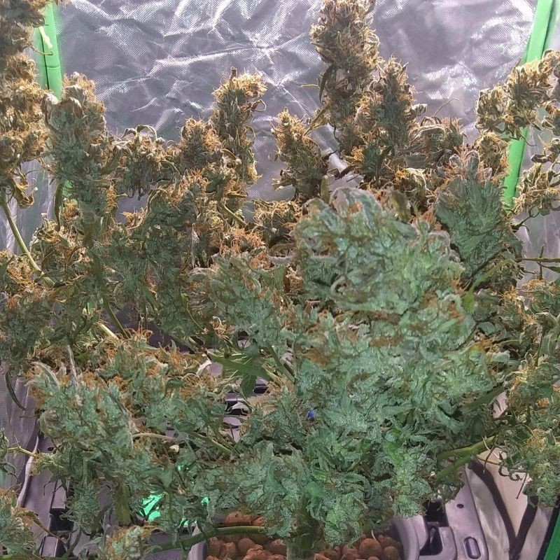 nasiona marihuany Jack 47 Auto