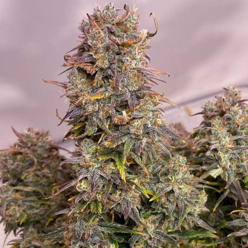 nasiona marihuany Jack 47 XL Auto