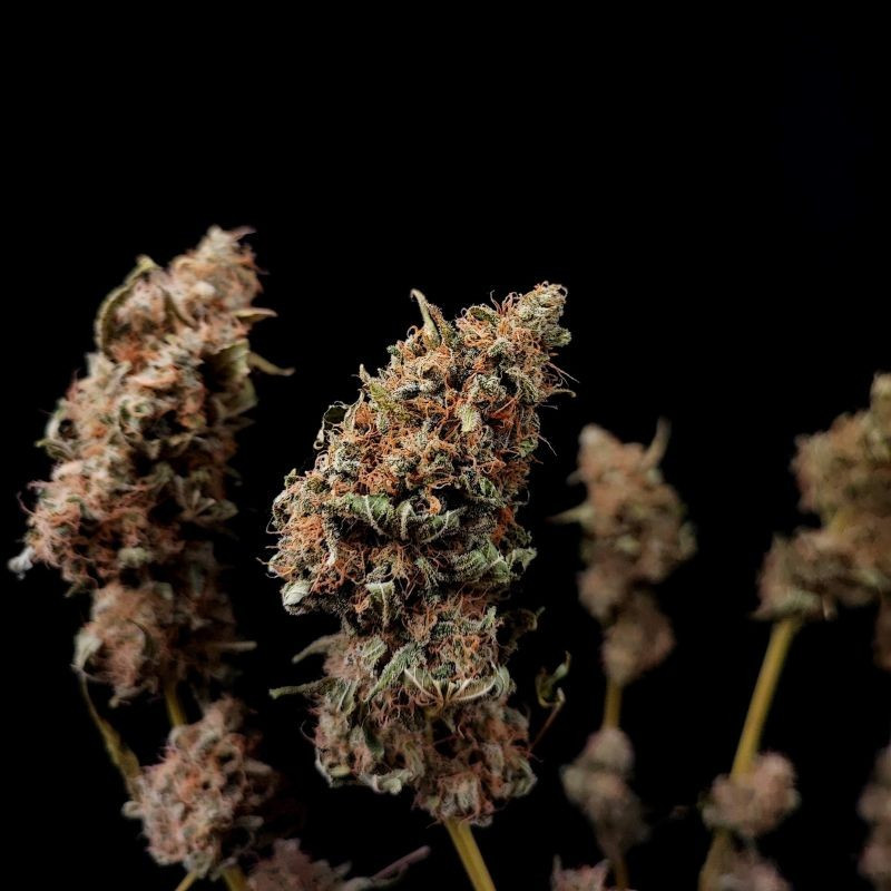 nasiona marihuany Killer Kush F1 Fast Version