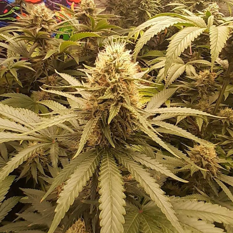 nasiona marihuany Psicodelicia