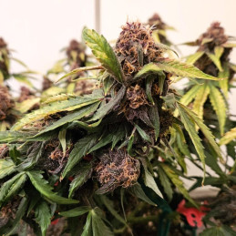 nasiona marihuany Red Gorilla Girl XL Auto