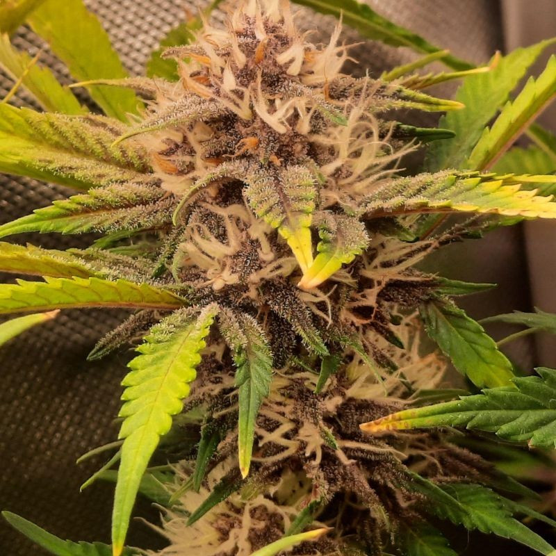 nasiona marihuany Red Poison Auto