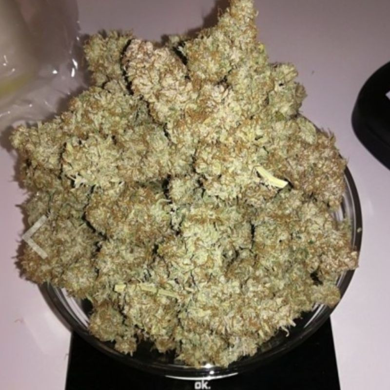 nasiona marihuany S.A.D. Sweet Afgani Delicious S1