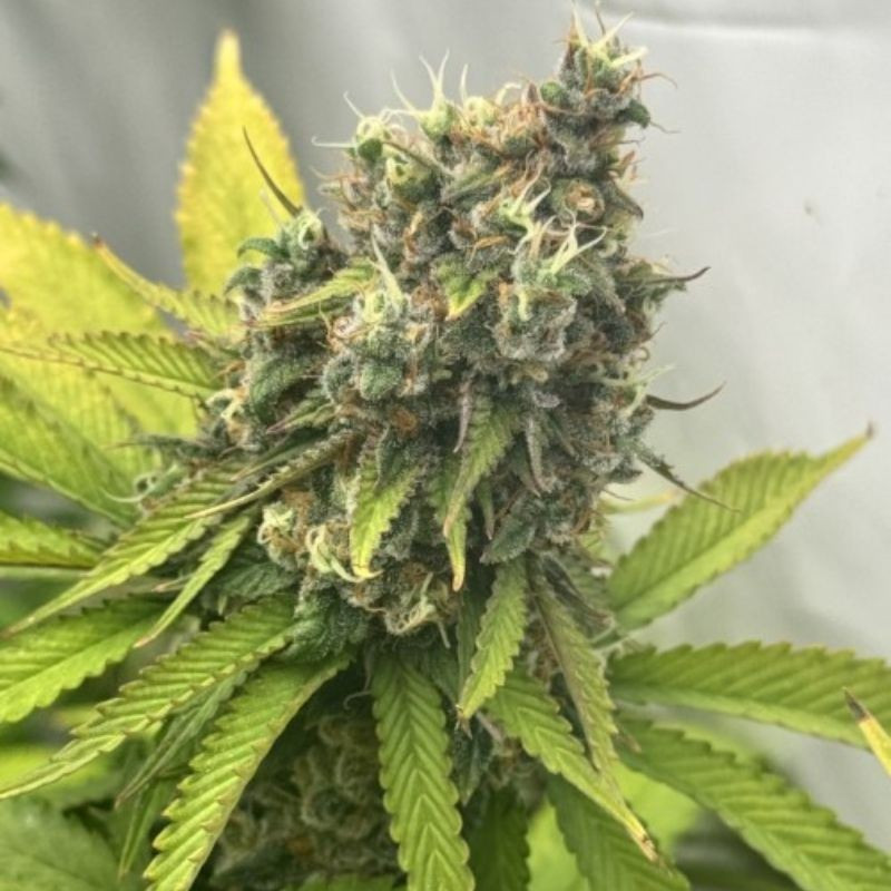nasiona marihuany Sweet Amnesia Haze