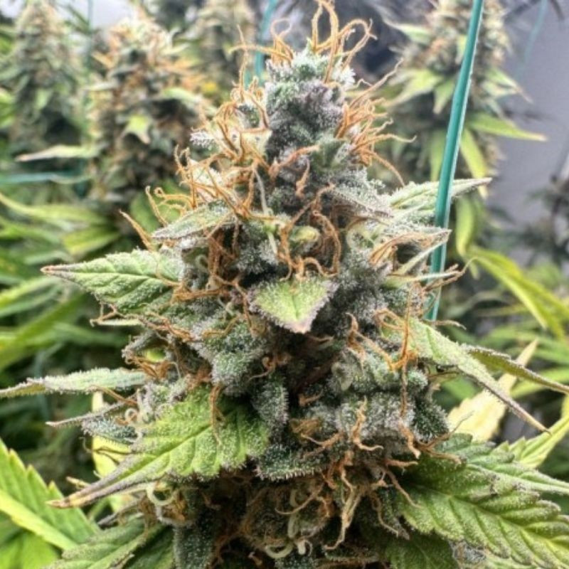 nasiona marihuany Sweet Cheese Auto