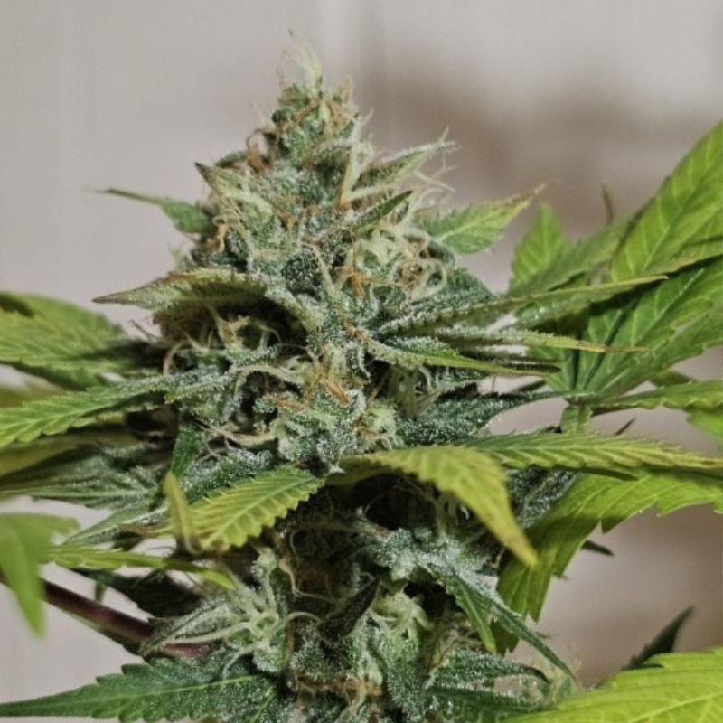 nasiona marihuany Sweet Cheese XL Auto