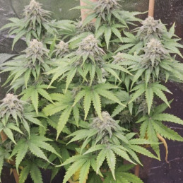 nasiona marihuany Sweet Gelato Auto