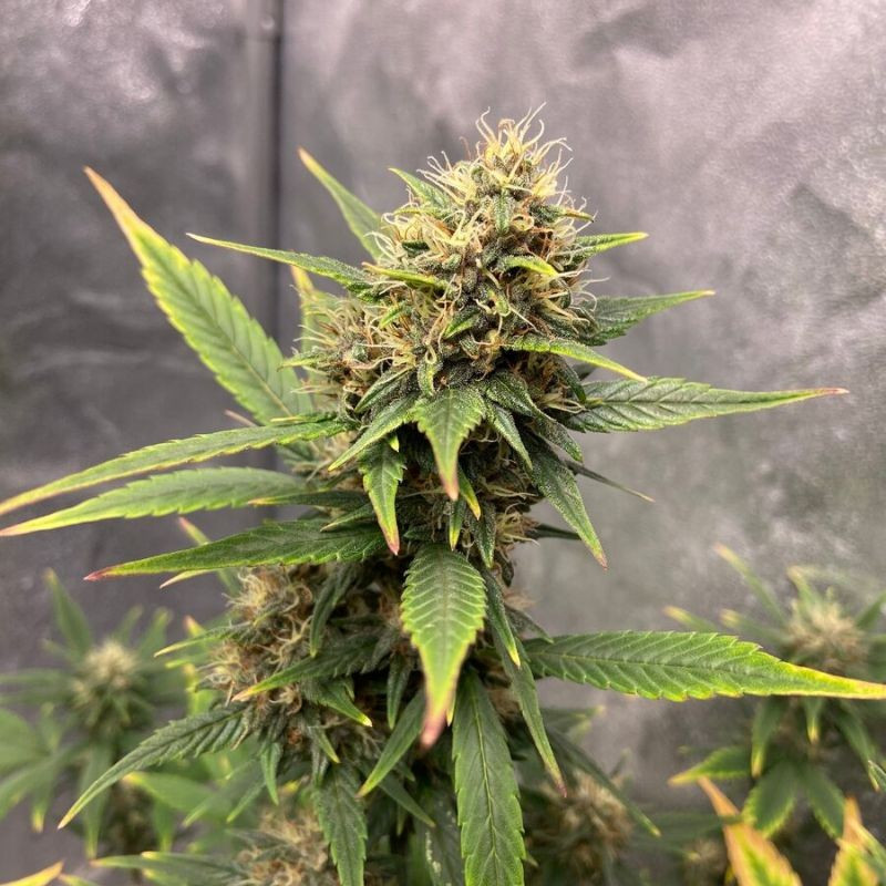 nasiona marihuany Sweet Pure CBD