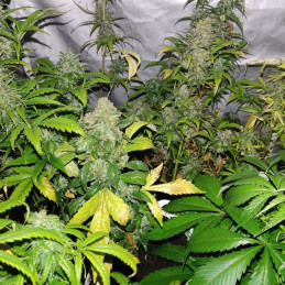 nasiona marihuany Sweet Trainwreck Auto