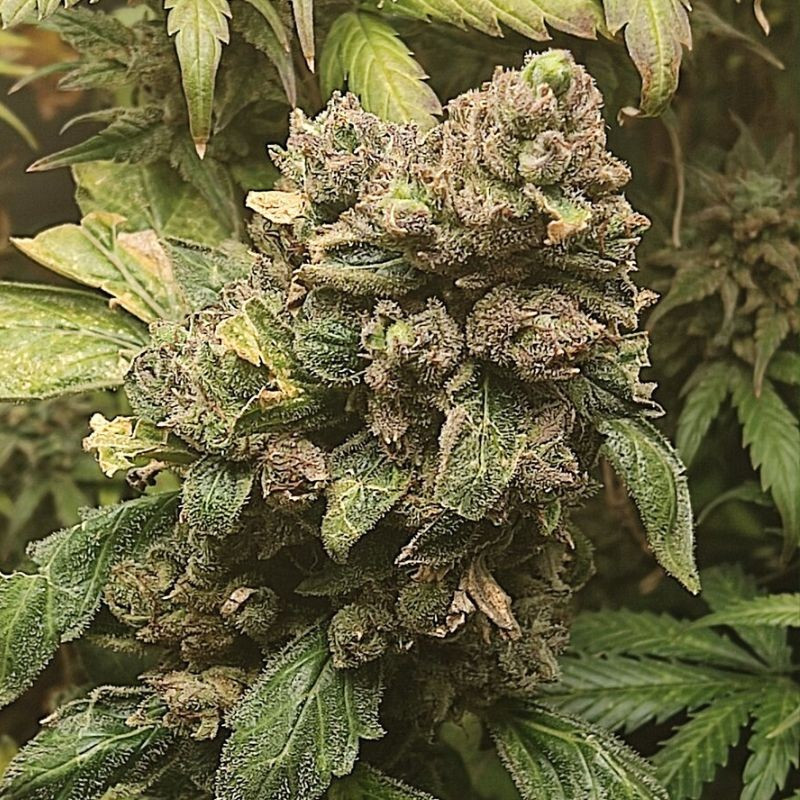 nasiona marihuany Wild Rose