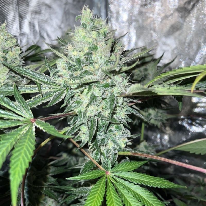 nasiona marihuany Auto Biggest Bud