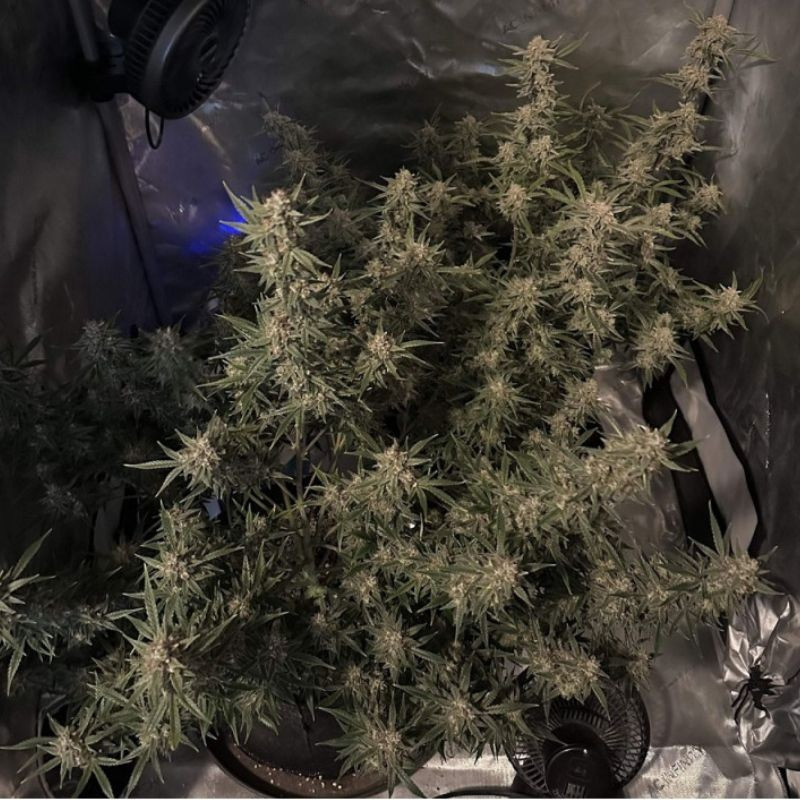 nasiona marihuany Auto Bubblegum+ Pro