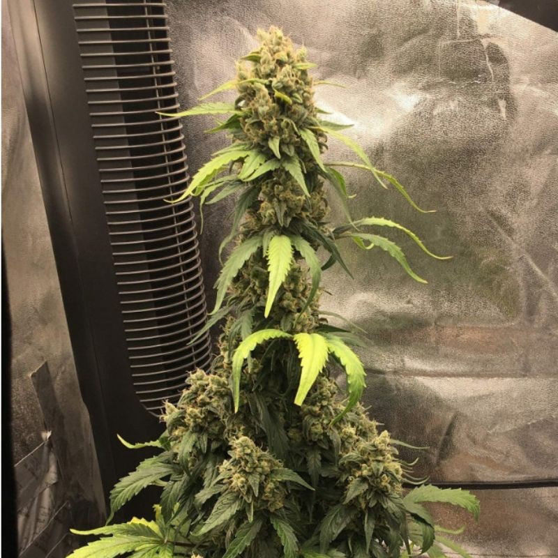 nasiona marihuany Auto Caramelino